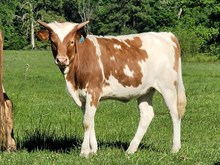 Heifer calf 2023 HelloDarlinxRingMyBell