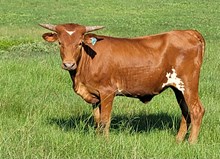 Heifer calf 2023 Hello Darlin x Tumbling Bandita