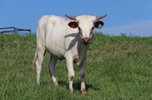 Heifer calf 2023 Hello Darlin' x Handful