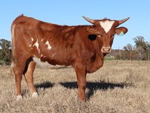 Heifer calf 2023 Hello Darlin x Sugar Ring